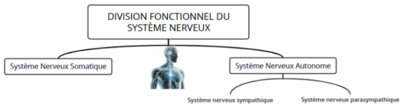 Illustration Système Nerveux et Cohérence Cardiaque